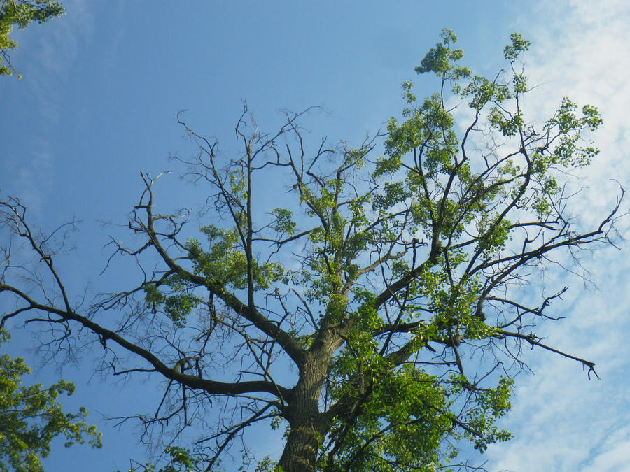 High in the tree by Grass-is-Green on DeviantArt