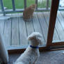 My Dog and Two Cats