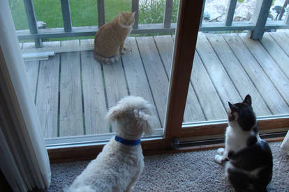 My Dog and Two Cats