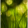 Grass Bokeh - MIUI LS Theme