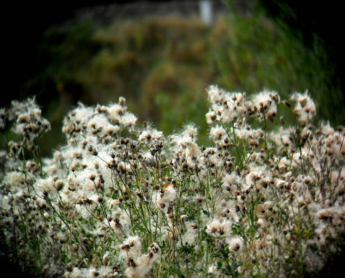 thistle like me