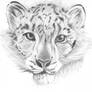 Snow Leopard- Arien