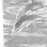 Dolphins