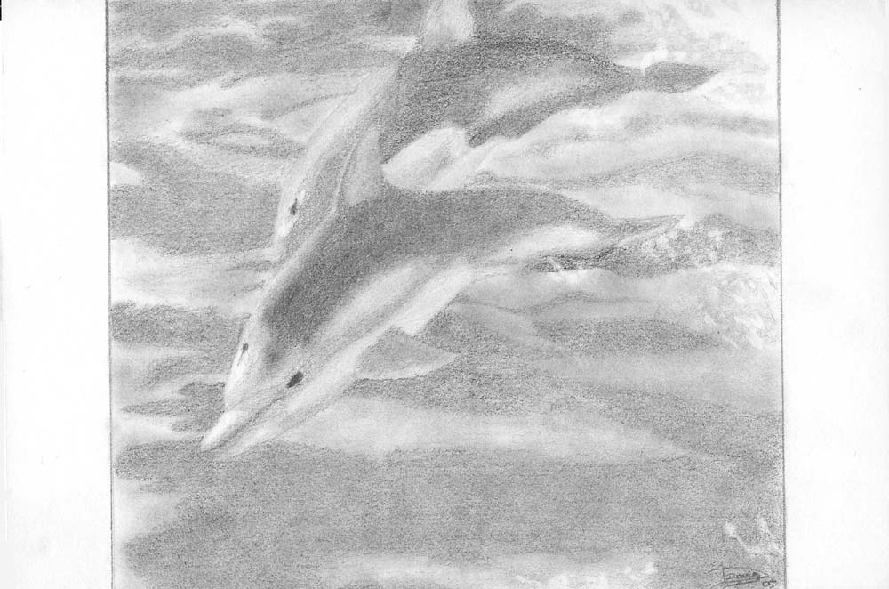 Dolphins