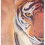 Tiger Attitude