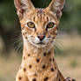 African Beauty
