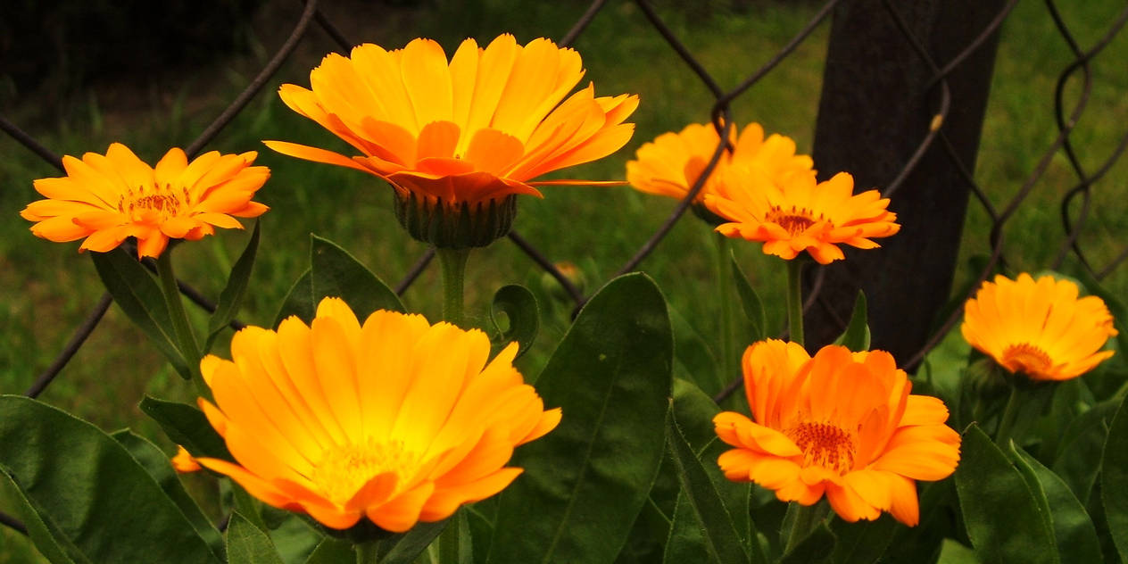 Summer beauties