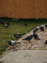 pigeons closer 3