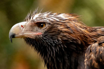 Wedge Tailed Eagle