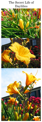 The Secret Life of Daylilies