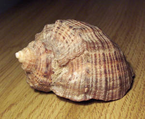 seashell3