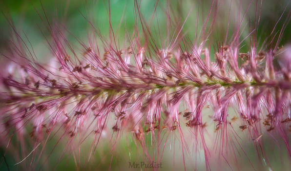 Pink weed