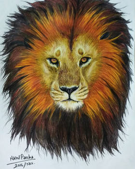 Lion (King of The Jungle)