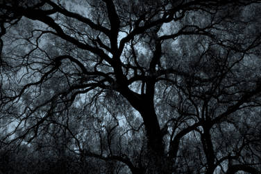 Single Tree - Sistema Nervioso by rasecphotograpy