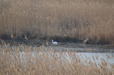 Great egret