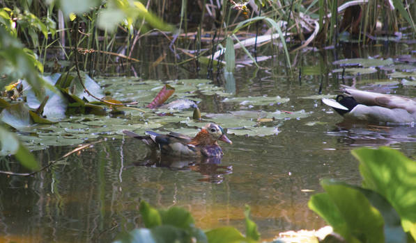 Mandarin Duck