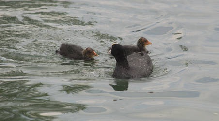 Baby eurasian coot