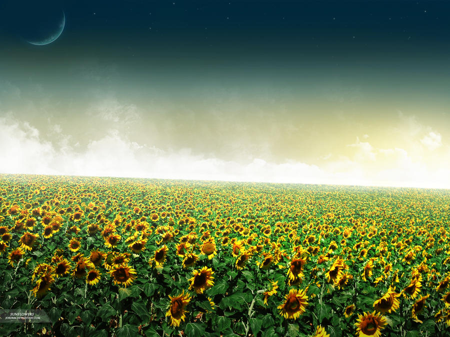 Sunflowers by Joker84