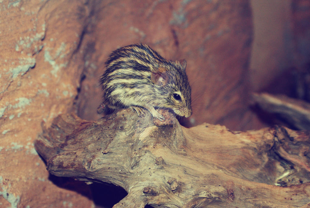 African Striped Grass Mouse by NemuTheDeer on DeviantArt