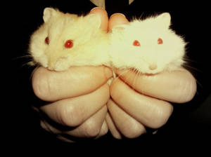 Double hamster pls