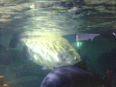 York Pacu Explore the Best Pacu Art | DeviantArt