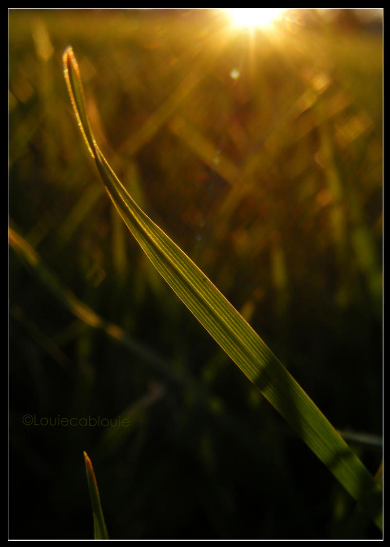 Grass