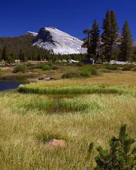 Fields of Grass