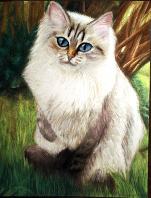 Siberian Cat