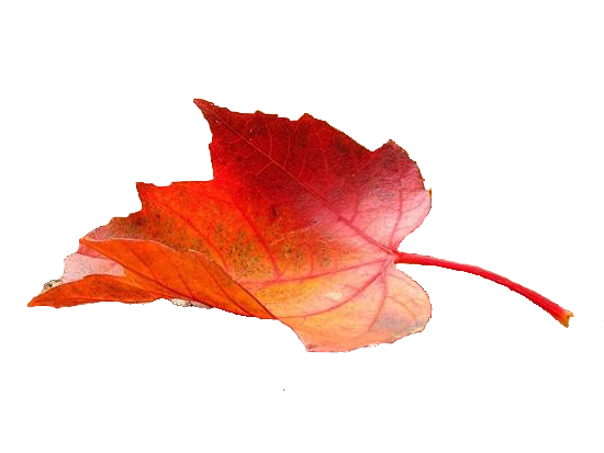 Feuille Automne En Png By Boodlemoo On Deviantart Feuille Automne En Png By Boodlemoo On Deviantart