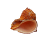 coquillage en PNG