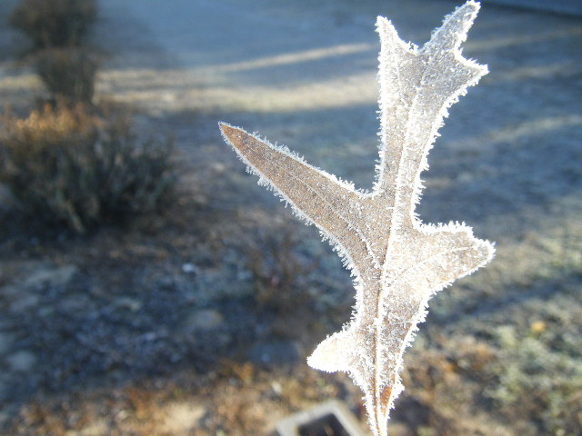 Frosted Leaves