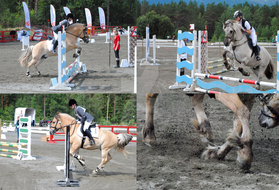 fjord horse championship 02