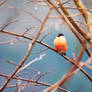 Bullfinch