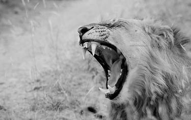 Male Lion SA