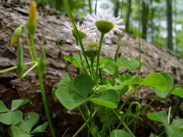 backyard photo-wildflowers 1