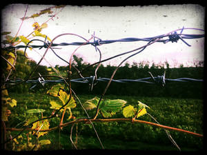 Barbed Wire