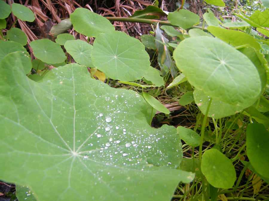 silver drops