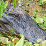 Gator Closeup