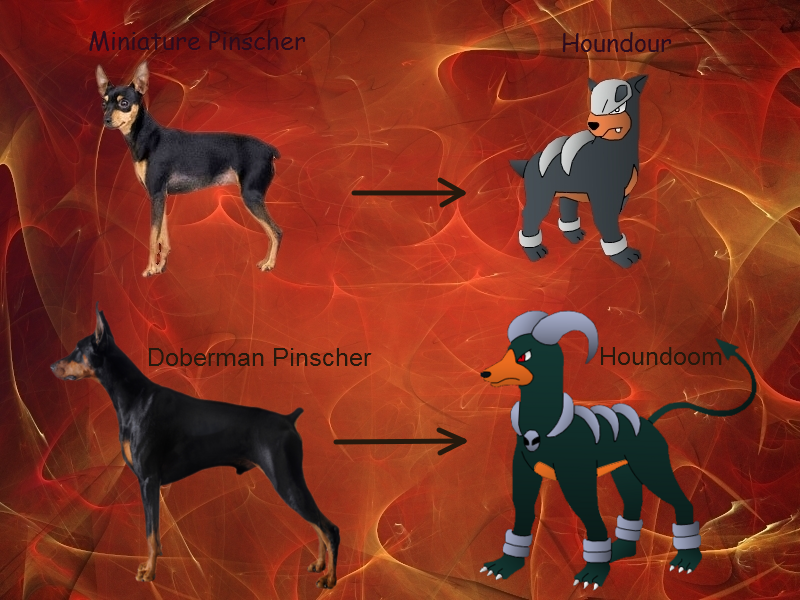 Pokemon Real vs Fake....Fire Hounds