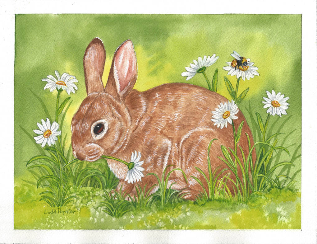 Dassy Rabbit Daisy Bunny by Crystalheart9 on DeviantArt