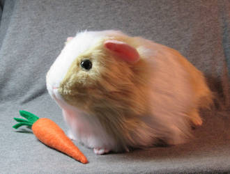 Guinea pig plush named Goldie