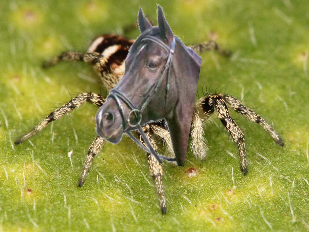 SpiderHorse by ButtJuice420 on DeviantArt