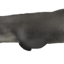 Tylosaurus