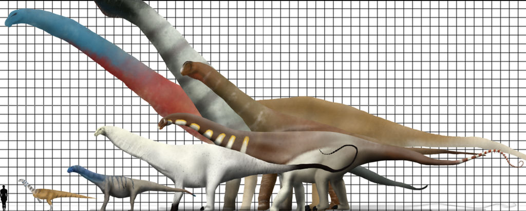Suchosaurus Size Sauropod Size Chart by Flishstar on DeviantArt