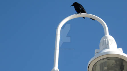 CROW