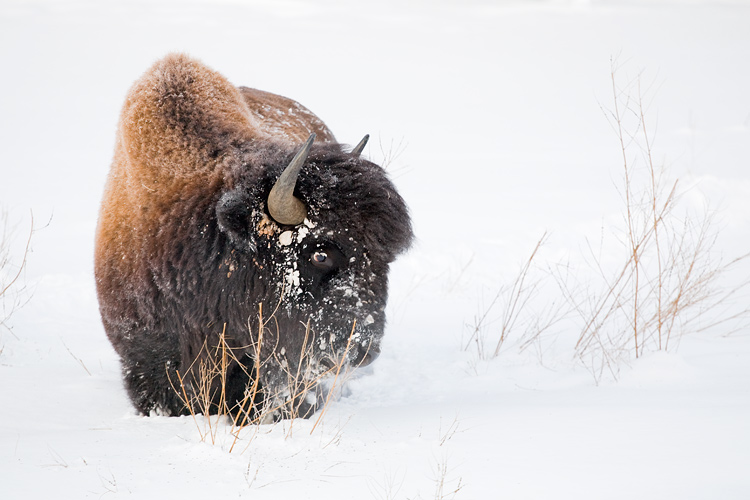 Wood buffalo