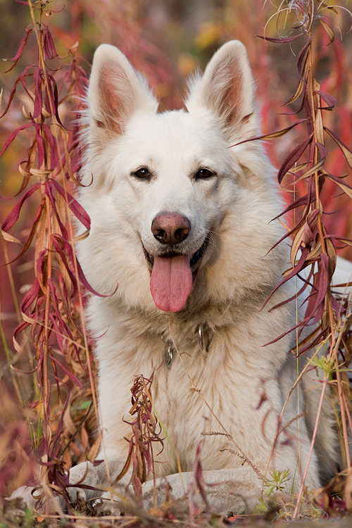 White Swiss Shepherd 1