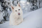 White Swiss Shepherd 2 by softflower