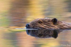 Beaver swimming