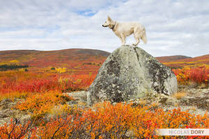 Dog Fall Colors